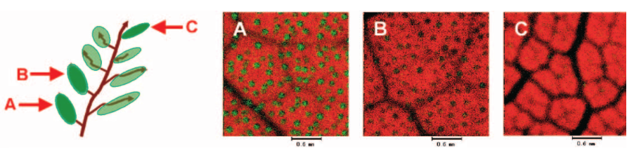 Figura 3. Imágenes XRF compuestas de transmisión e intensidades de calcio (Ca) adquirido a partir de hojas de morera en etapas diferentes de crecimiento (A) máyor edad, (B) mediana edad, (C) jóvenes.