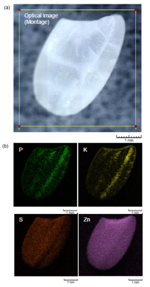 Figura 2. Resultado de la imagen de distribución elemental de un grano de arroz pulido completo obtenido con un HORIBA XGT 9000. (a) Imagen óptica (montaje) (b) Imágenes de distribución elemental. [Condición] XGT 9000 Expert, 50 kV, 1000 μA, sonda de intensidad ultraalta de 15 µm, vacío parcial, área de mapeo: 4,6 mm x 4,6 mm (256 pix x 256 pix). Tiempo total de mapeo: 30